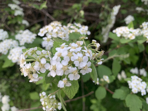 绣线菊