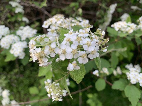 绣线菊