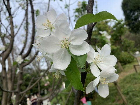 樱花