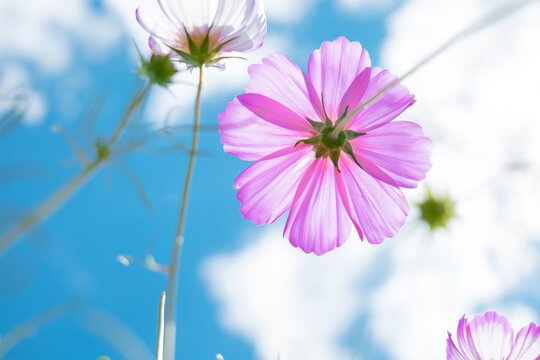 格桑花