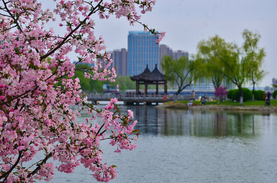 黄河公园海棠花开