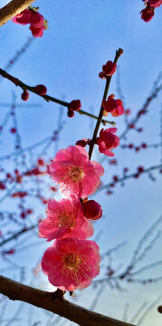 桃花特写