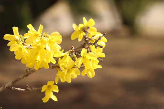迎春花黄色