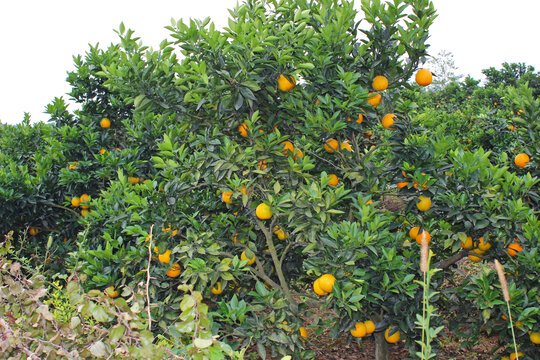 脐橙冰糖橙橙子树