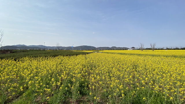 油菜花田