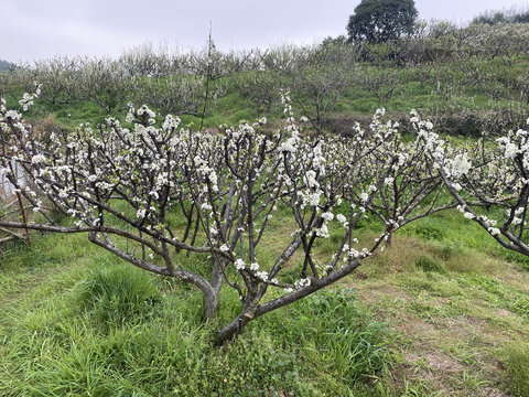 李子花