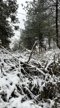 积雪