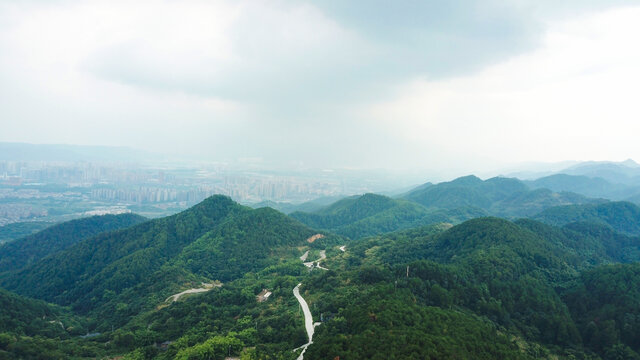 森林道路