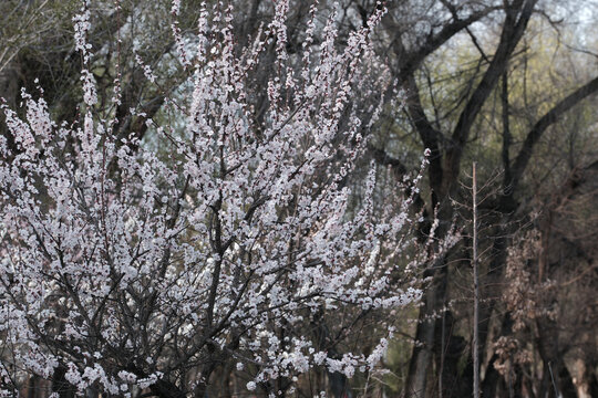 春暖花开