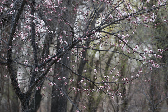 春暖花开