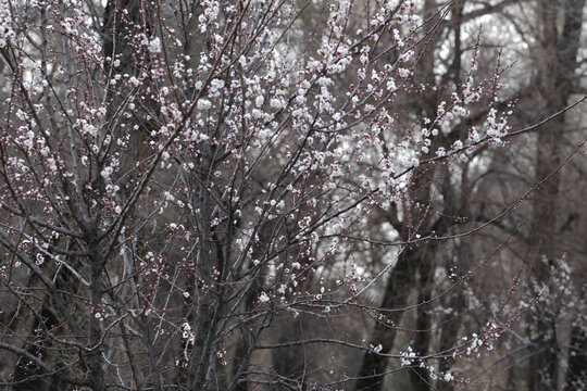 春暖花开