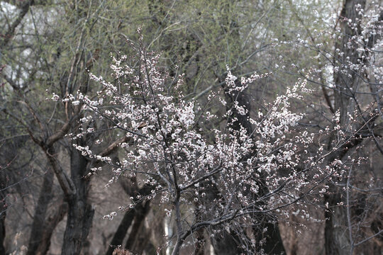 春暖花开