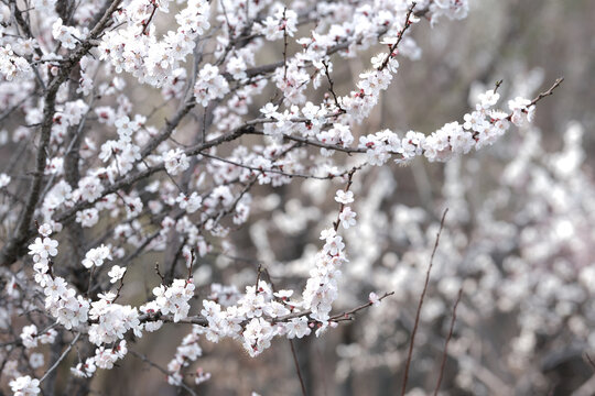 春暖花开