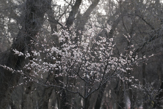 杏花