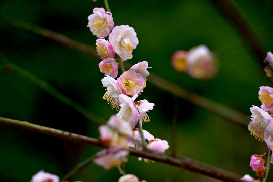 樱花花枝