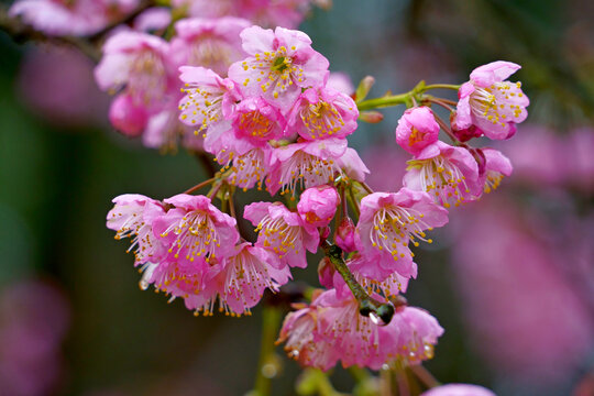 樱花花枝特写