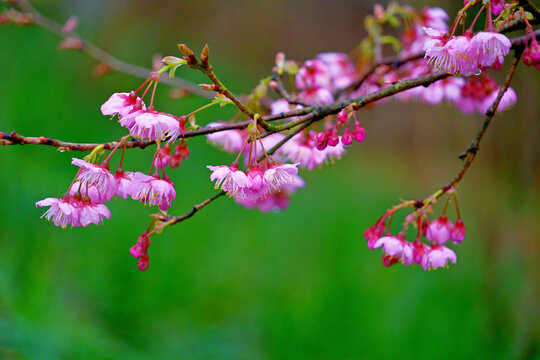 樱花花枝