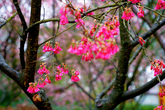 雨中樱花林