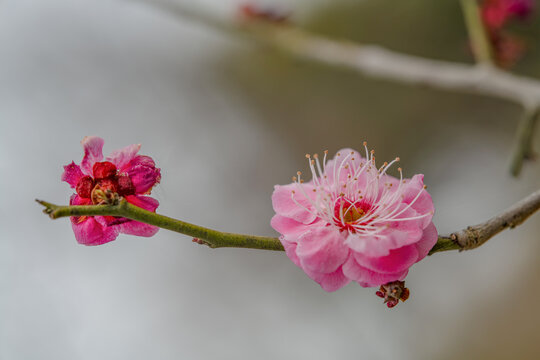 春天梅花特写