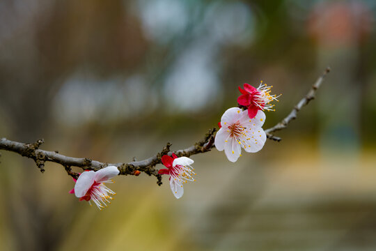 春天樱花特写