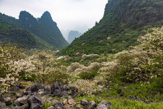 广西鹿寨四十八弄天然牧场桐油花