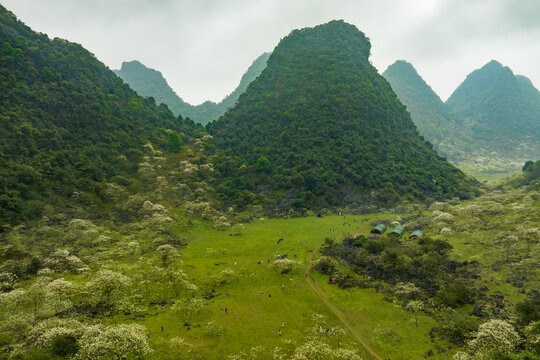 广西鹿寨四十八弄天然牧场桐油花