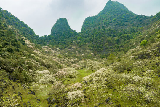 广西鹿寨四十八弄天然牧场桐油花