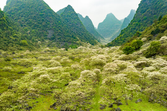 广西鹿寨四十八弄天然牧场桐油花