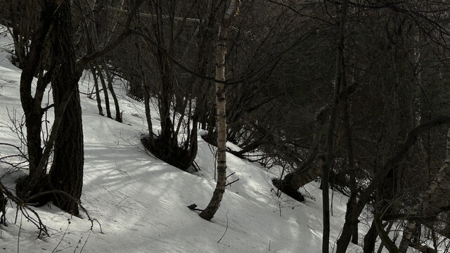 雪天光影