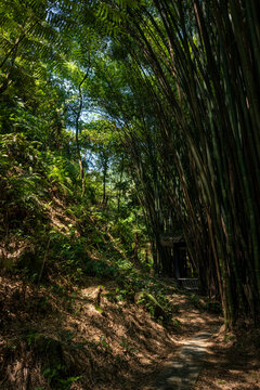 四川森林风景