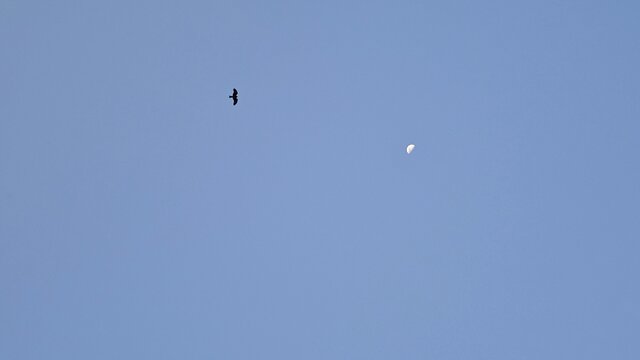 鸟与月