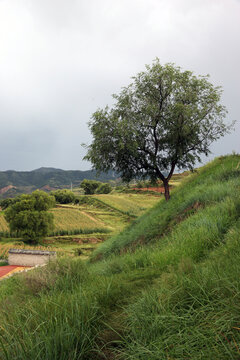 田野