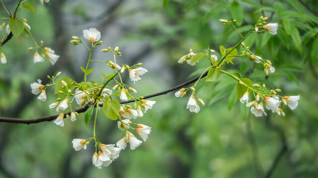 油桐花