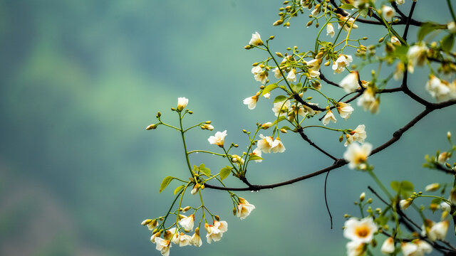 油桐花