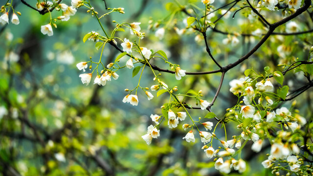 油桐花