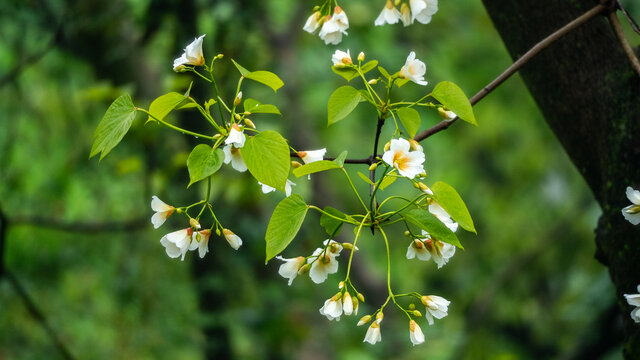 油桐花