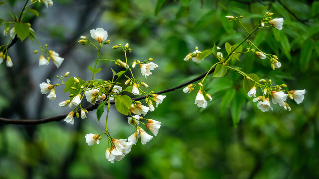 油桐花