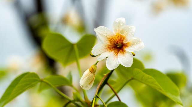 油桐花