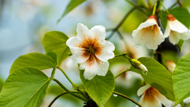 油桐花