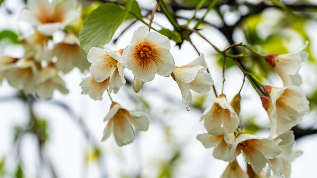 油桐花