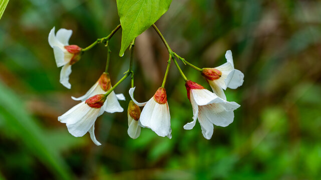 油桐花