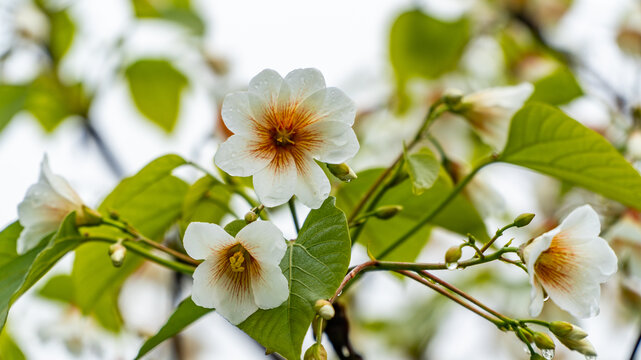 油桐花