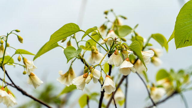 油桐花