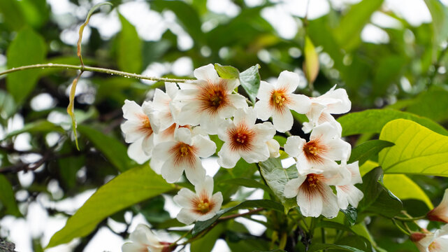 油桐花