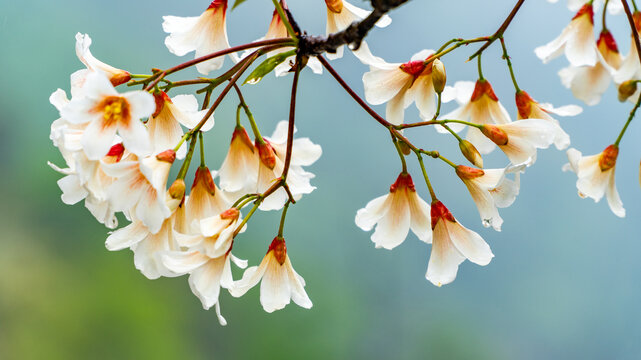 油桐花