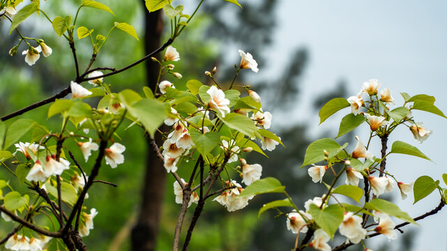 油桐花