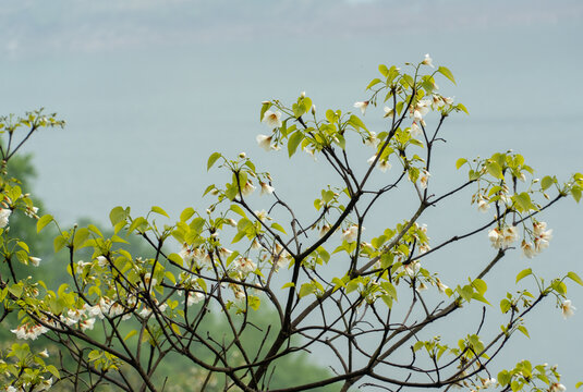 油桐花