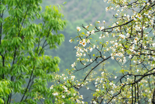 油桐花