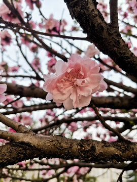 桃花很美