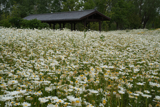 徐州桃花源湿地公园